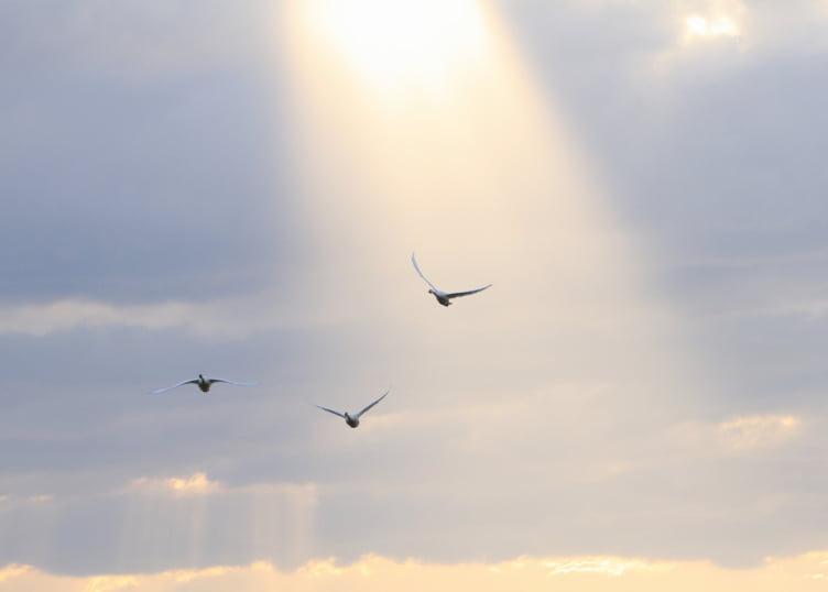 空から差し込む光の中を飛ぶ鳥の様子